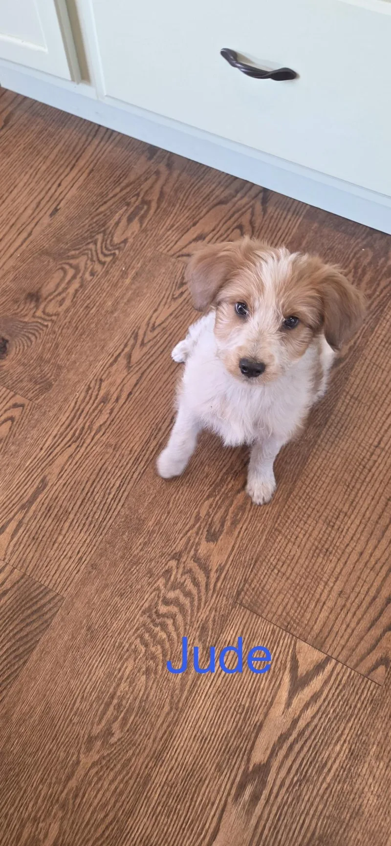 A baby small-sized male Miniature Poodle dog named Jude for adoption in Warren, MI