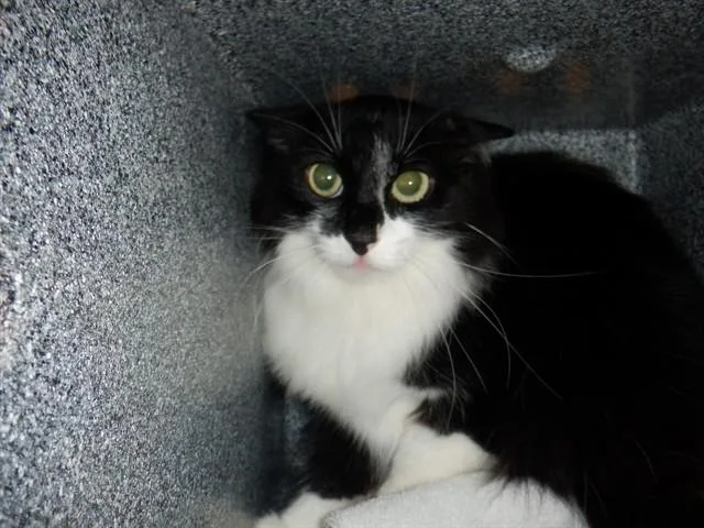 An adult medium-sized female Domestic Medium Hair cat named Maya for adoption in San Jose, CA