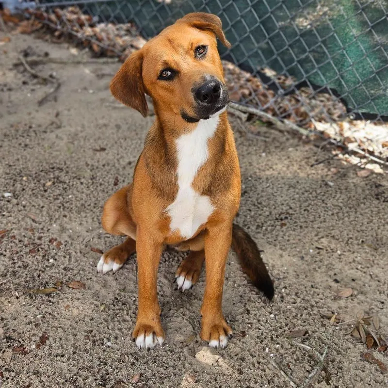 A young medium-sized female Red / Chestnut / Orange Mixed Breed dog named Millie for adoption in Merritt Island, FL