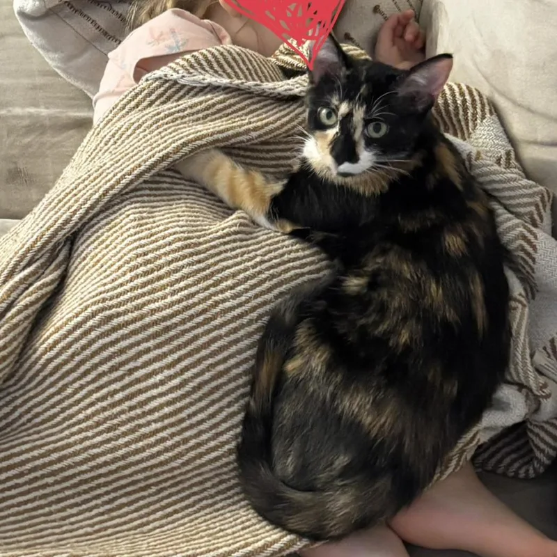 A young small-sized female Calico Domestic Short Hair cat named Bean for adoption in Lynchburg, VA