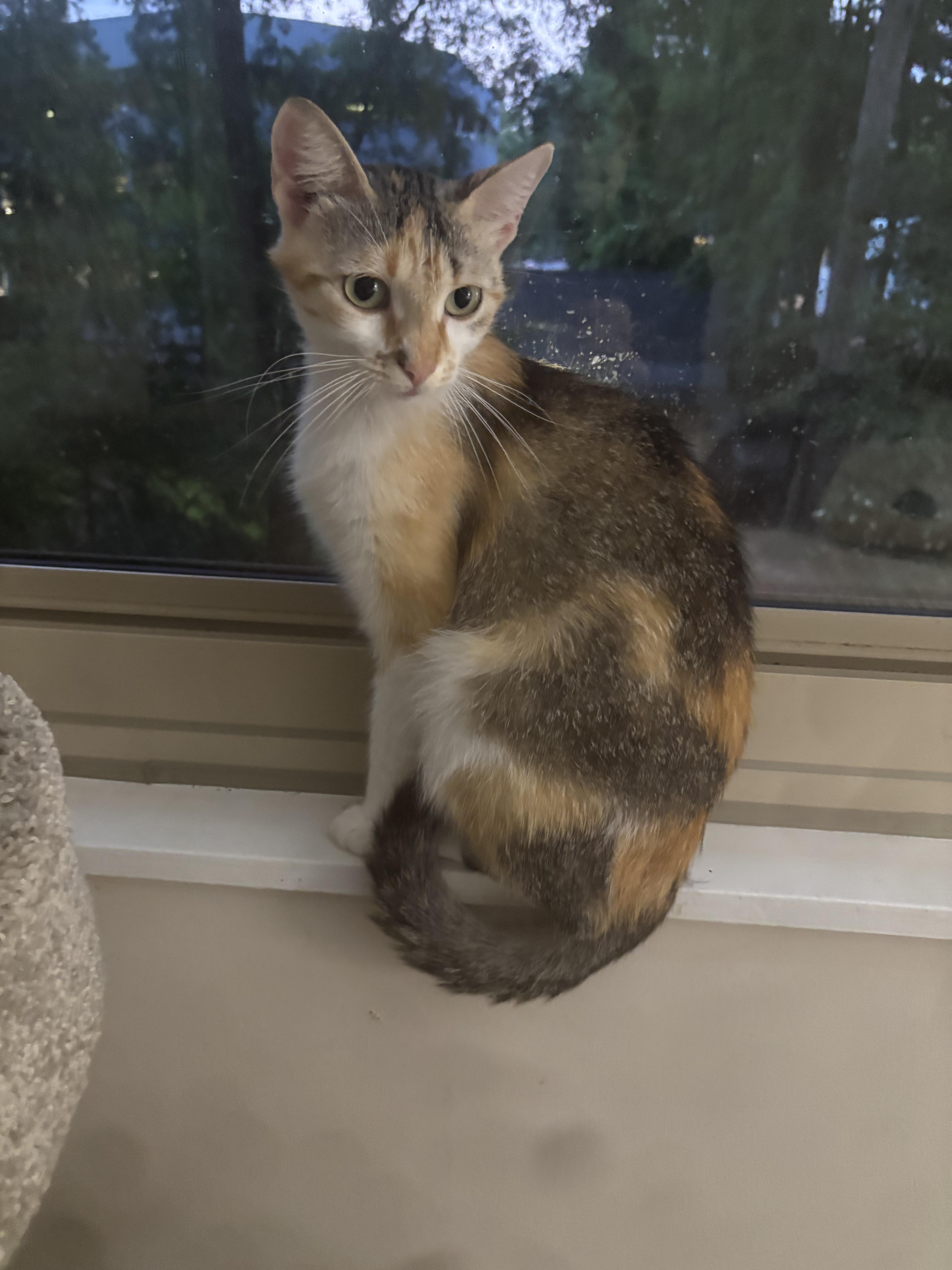 A young medium-sized female Torbie cat named Portia for adoption in Lawrenceville, GA