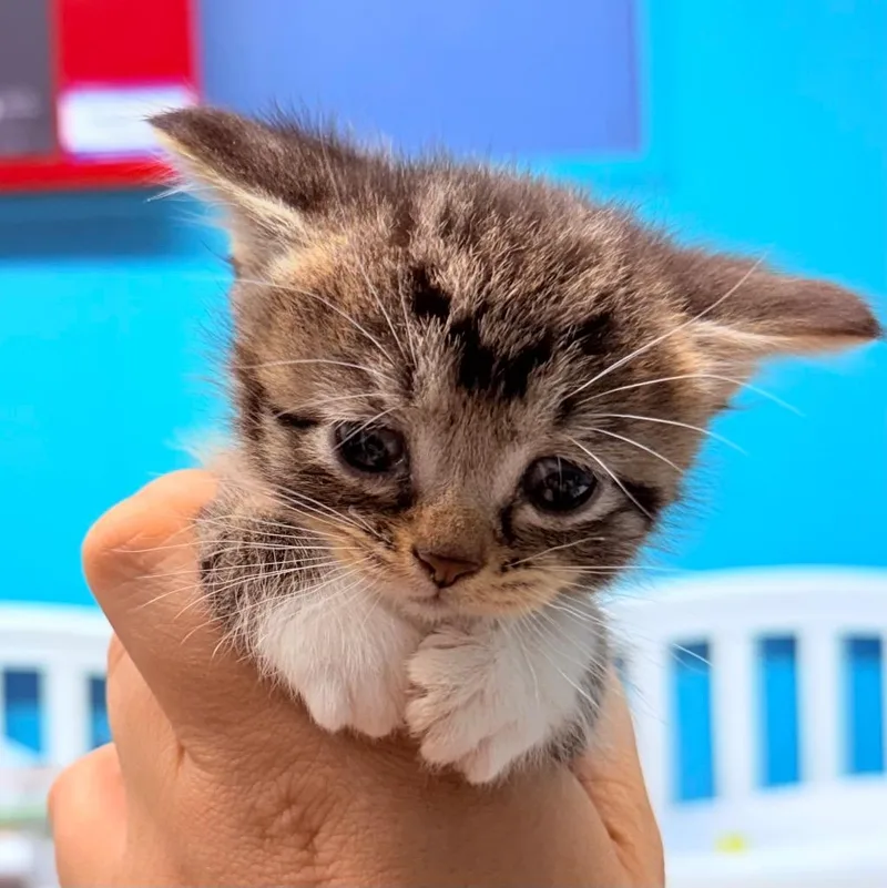 A baby small-sized female Domestic Short Hair cat named Marinara for adoption in Utica, MI