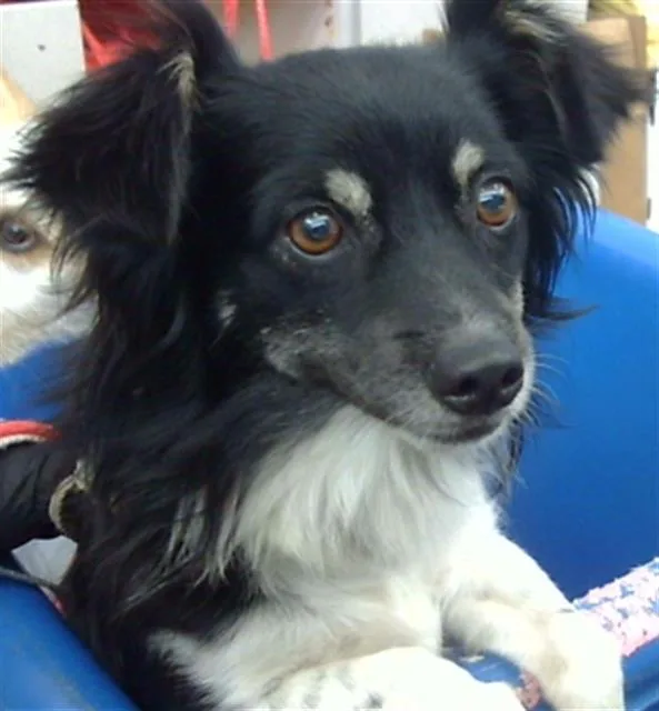 An adult small-sized male Mixed Breed dog named Olive for adoption in Dallas, TX