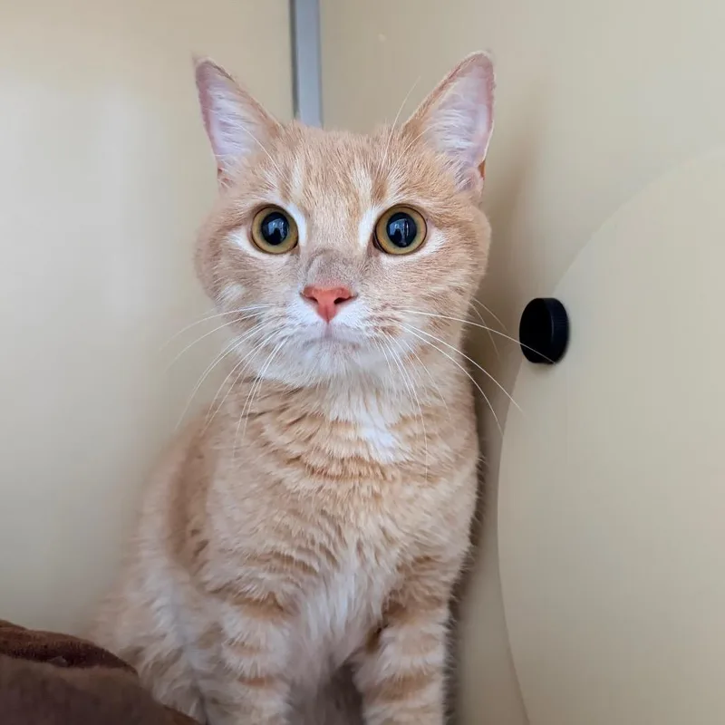 A young medium-sized male Domestic Short Hair cat named Biscuit for adoption in Aldie, VA