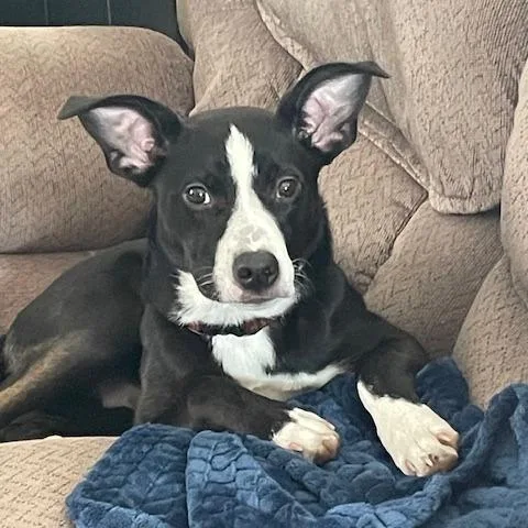 A young medium-sized male Black Mixed Breed dog named Mj for adoption in Alexandria, VA