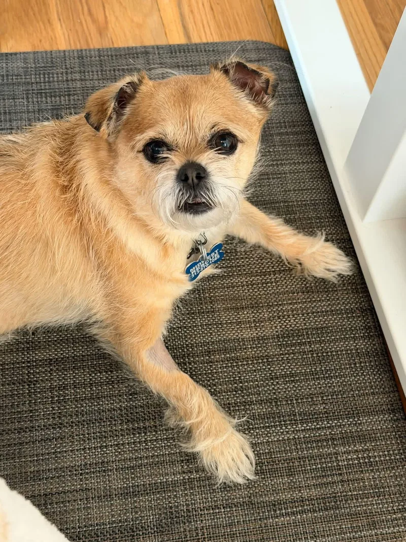 An adult small-sized female Terrier dog named Asia for adoption in Grosse Pointe Park, MI