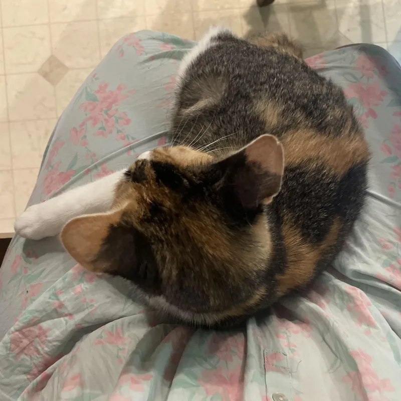 A baby medium-sized female White Torbie cat named Petal for adoption in Oswego, NY