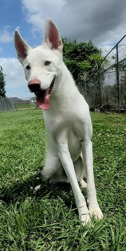 An adult large-sized male Husky dog named Snowflake for adoption in Houston, TX
