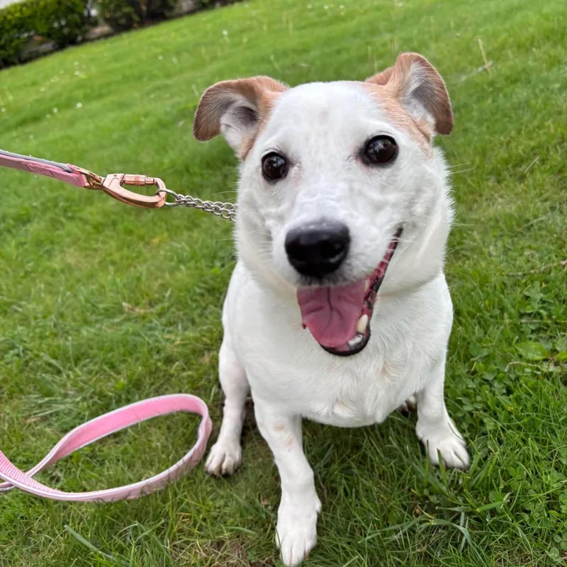 An adult small-sized male Brown / Chocolate Jack Russell Terrier dog named Nacho for adoption in Elyria, OH
