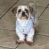 An adult small-sized female Shih Tzu dog named Chloe for adoption in Cincinnati, OH