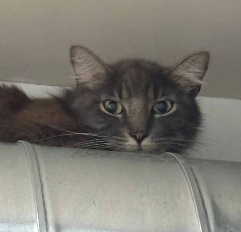 An adult medium-sized male Gray / Blue / Silver Domestic Medium Hair cat named Ezra for adoption in Grass Valley, CA