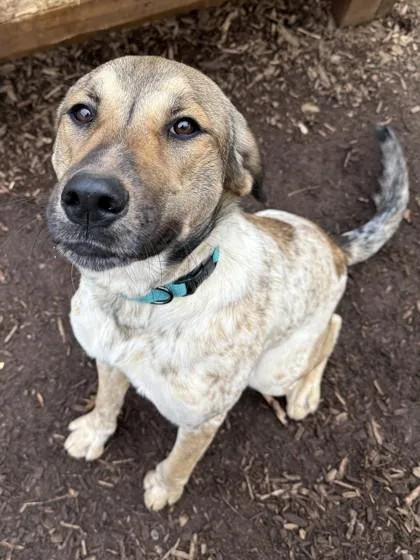 A baby large-sized female Hound dog named Yoohoo for adoption in Cumming, GA