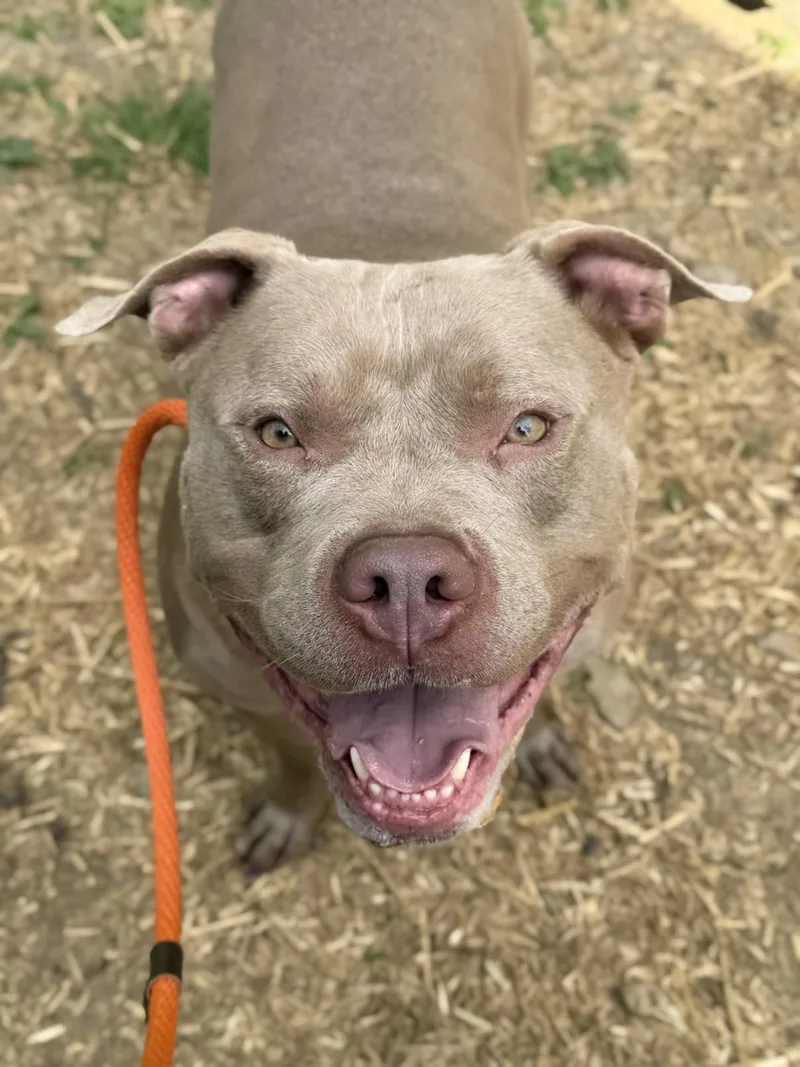An adult large-sized male Brown / Chocolate Pit Bull Terrier dog named Linus for adoption in Oak Ridge, TN