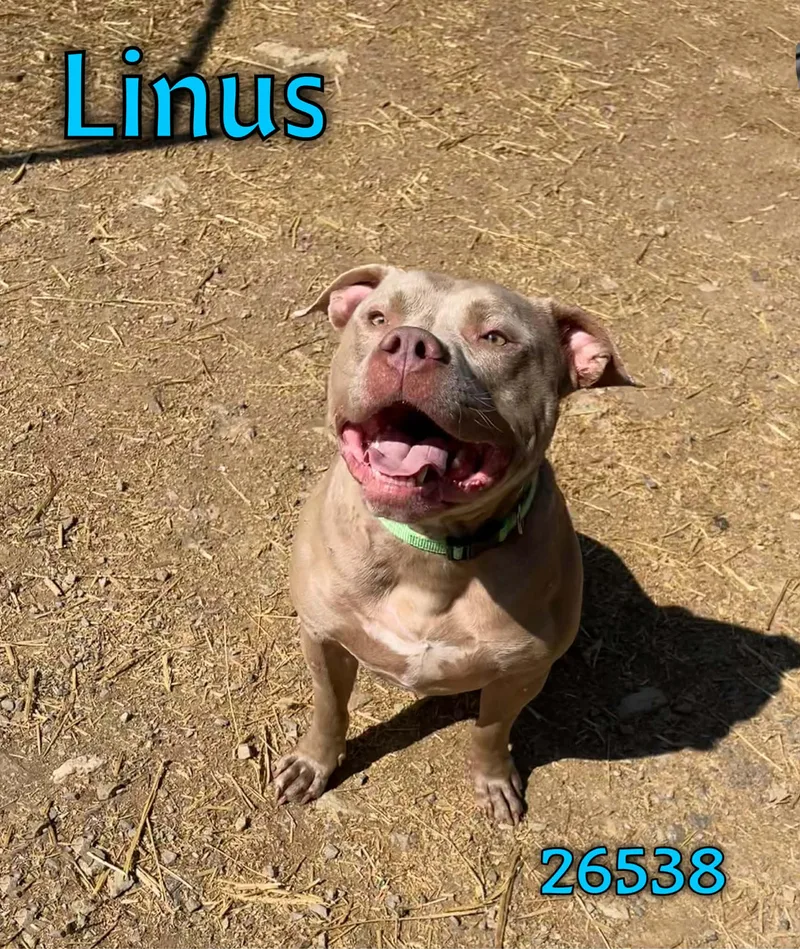 Linus thumbnail 2