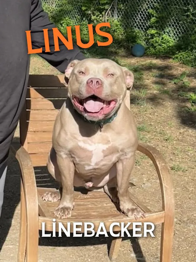 Linus thumbnail 3
