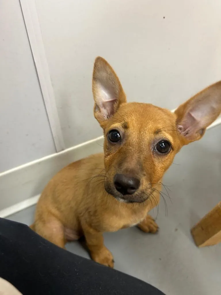 A baby medium-sized female Chihuahua dog named Jackie for adoption in Hartsville, SC