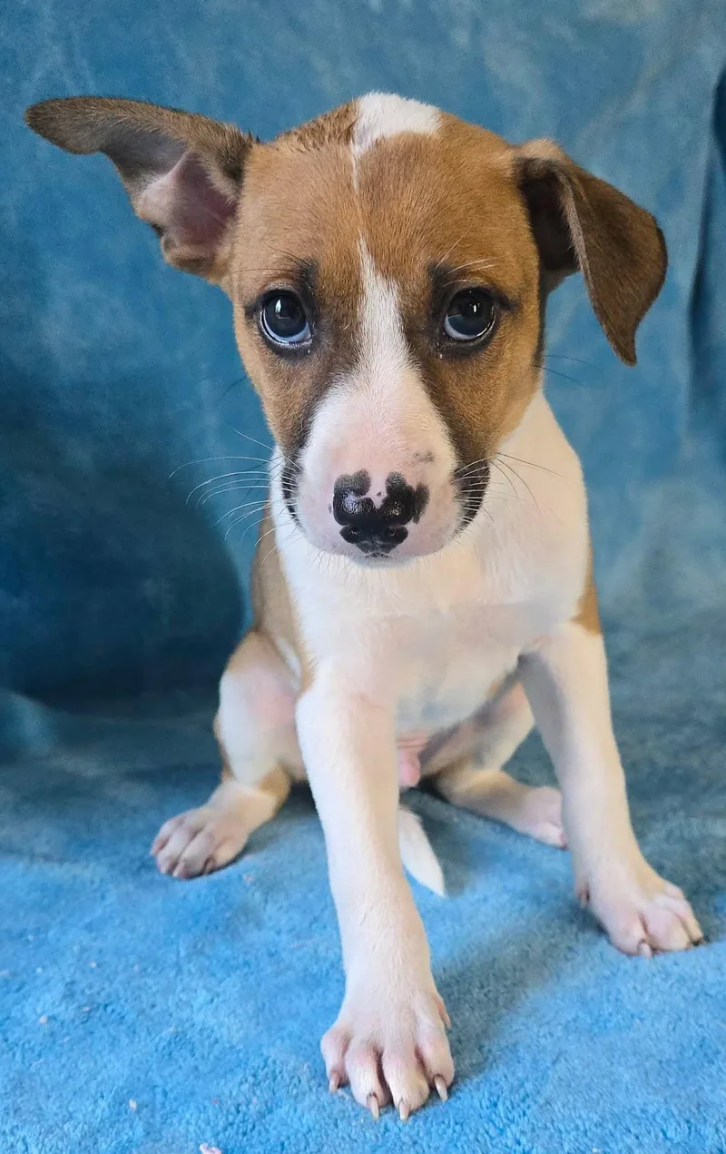A baby medium-sized male Tricolor (Brown, Black, & White) Terrier dog named Hebe for adoption in Newport, TN