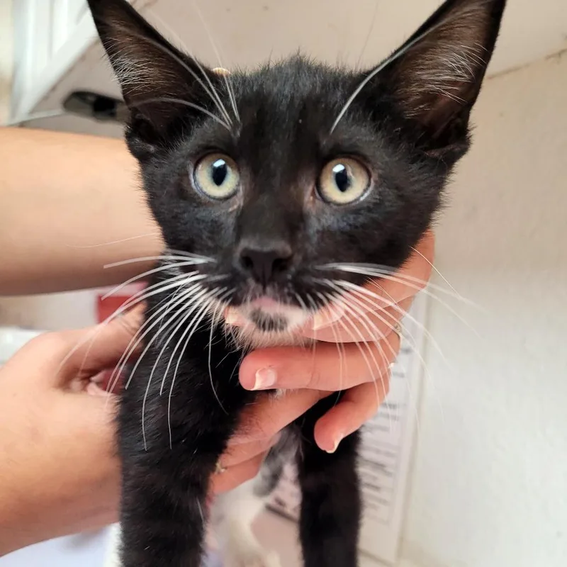 A baby small-sized male Domestic Short Hair cat named Donald for adoption in Allyn, WA