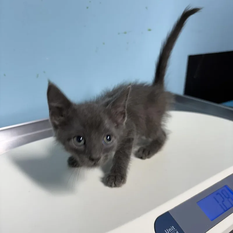 A baby small-sized male Gray / Blue / Silver Domestic Short Hair cat named Grey Male for adoption in Jefferson city, TN