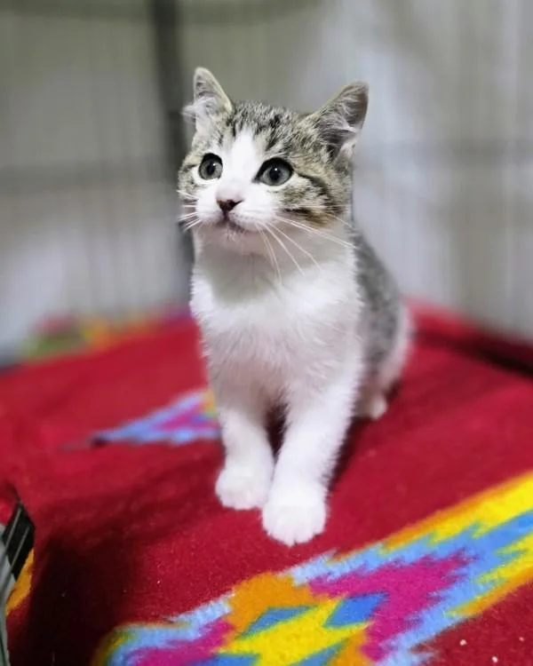 A baby small-sized female Domestic Short Hair cat named Hyacinth for adoption in Novato, CA