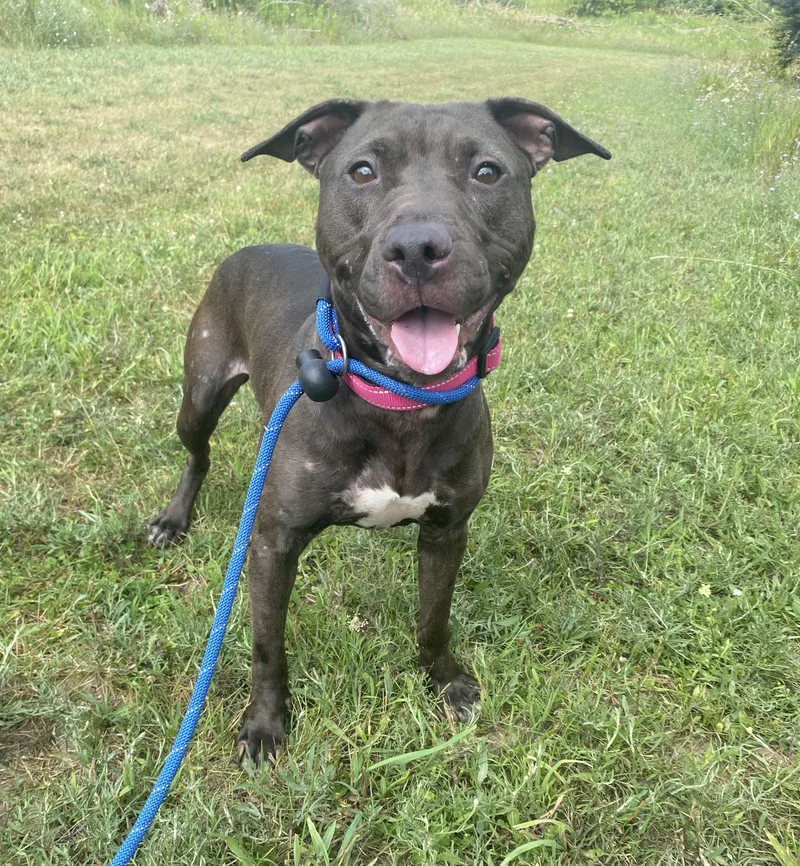 An adult medium-sized female Black Pit Bull Terrier dog named Cynder for adoption in Allegan, MI