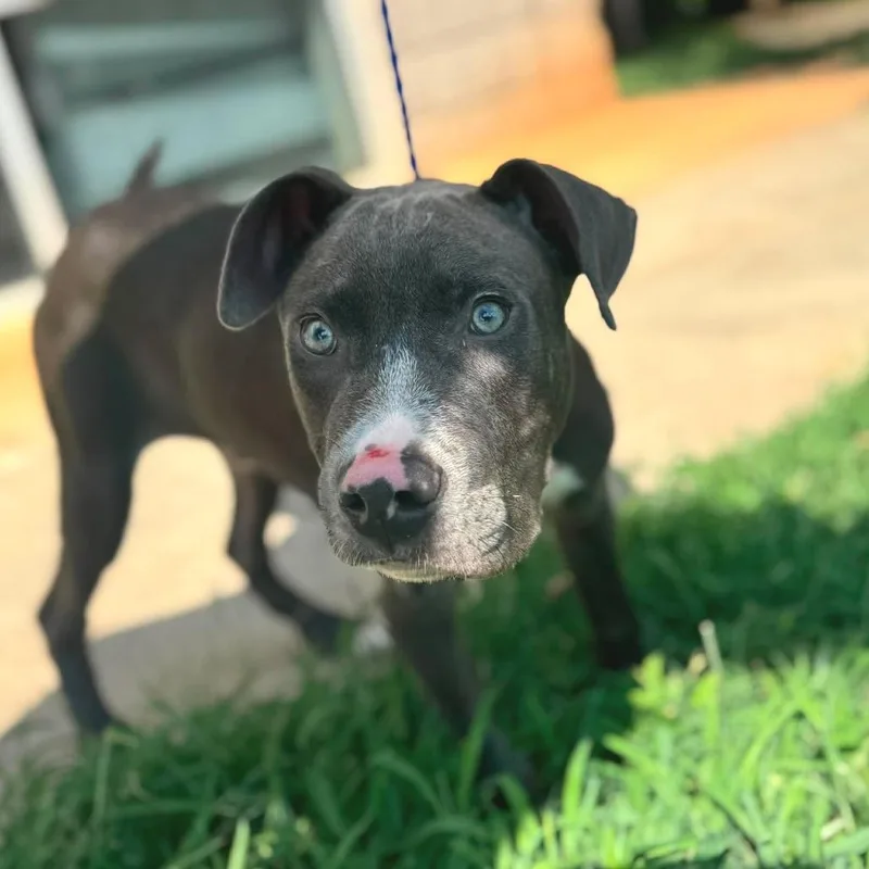 A baby medium-sized male Gray / Blue / Silver American Staffordshire Terrier dog named Chapo for adoption in Long Island City, NY