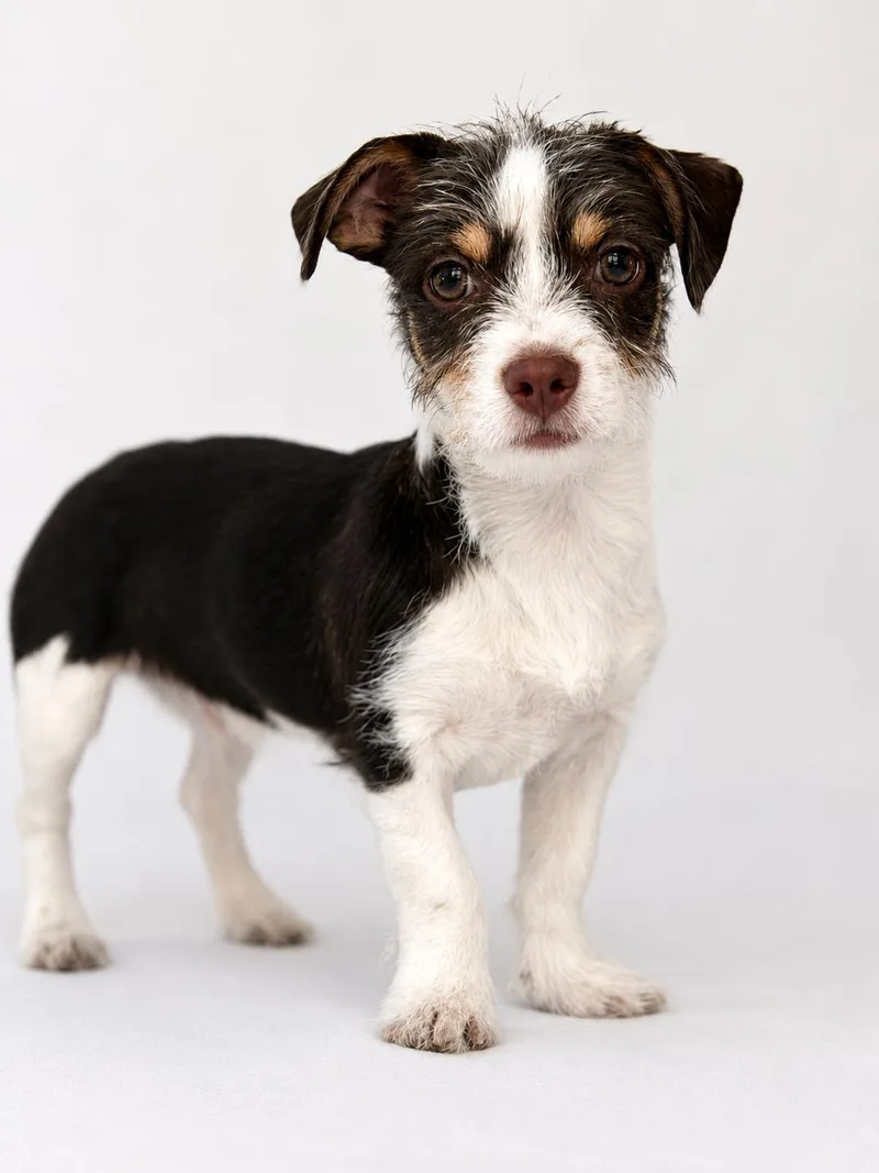 A baby small-sized male Dachshund dog named Trapper Keeper for adoption in Palo Alto, CA