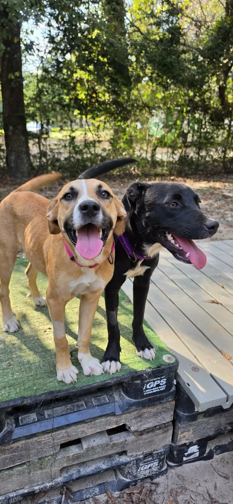 A baby medium-sized female Yellow / Tan / Blond / Fawn Hound dog named Millie May for adoption in BONIFAY, FL
