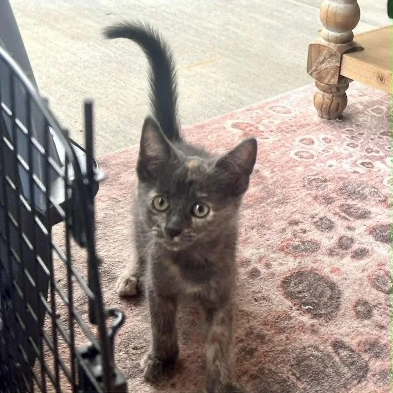 A baby medium-sized female Domestic Short Hair cat named Raisinet for adoption in Candler, NC