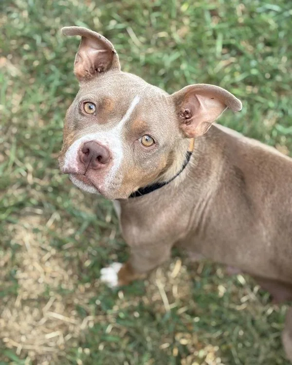 A young medium-sized female Pit Bull Terrier dog named Mamacita for adoption in Richmond, VA