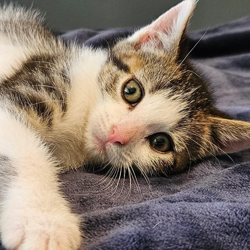 A baby small-sized female Brown / Chocolate Domestic Short Hair cat named Geometry for adoption in Newark, NJ