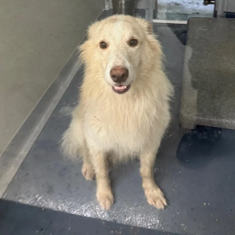 An adult medium-sized male Yellow / Tan / Blond / Fawn Collie dog named Todd for adoption in Galax, VA