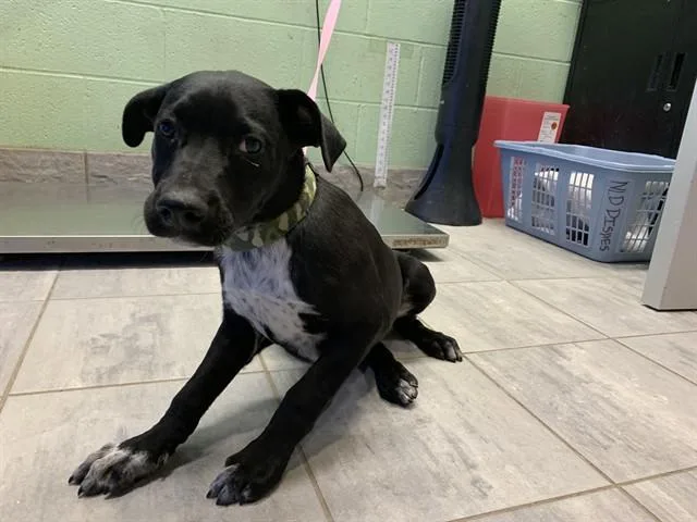 A baby small-sized male Labrador Retriever dog named Dean Di Laurentis for adoption in Grand Prairie, TX