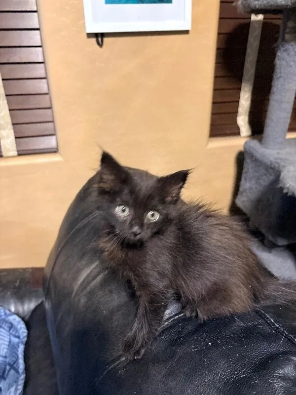 A baby small-sized male Black Norwegian Forest Cat cat named Little Bear for adoption in Anthem, AZ