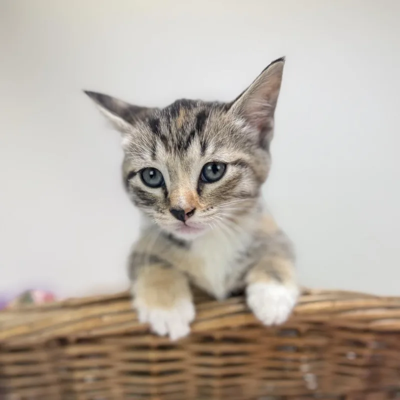 A baby small-sized female Calico Domestic Short Hair cat named SweetartsC for adoption in East Saint Louis, IL