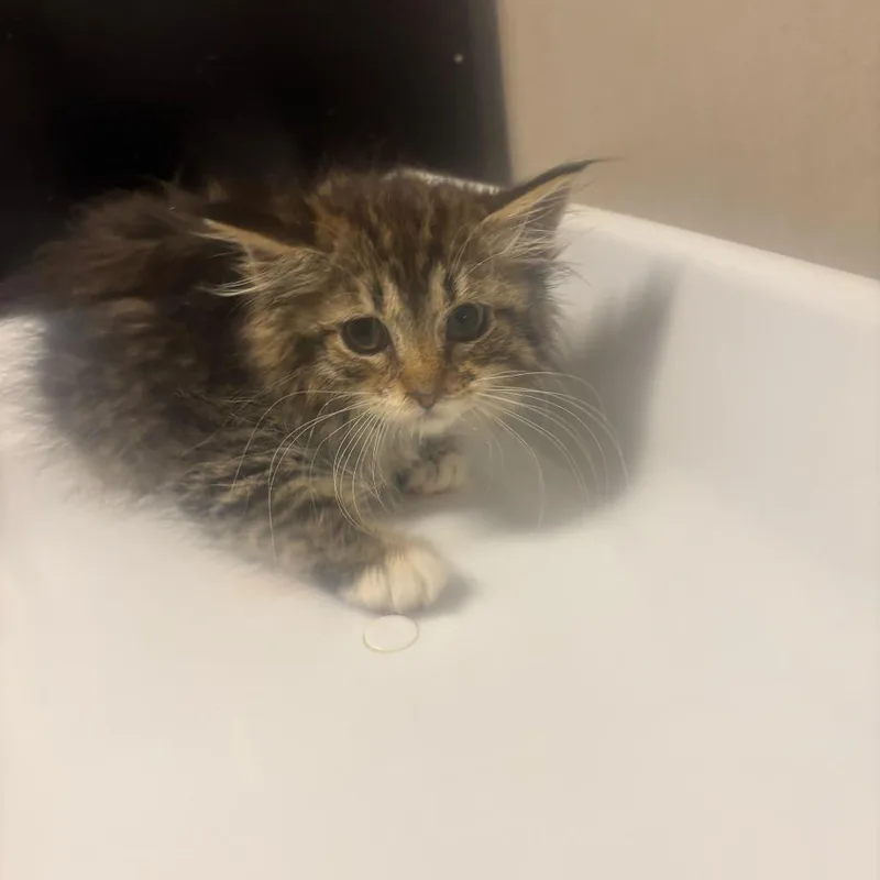 A baby small-sized female Brown / Chocolate Domestic Medium Hair cat named Bacon for adoption in Chicago, IL