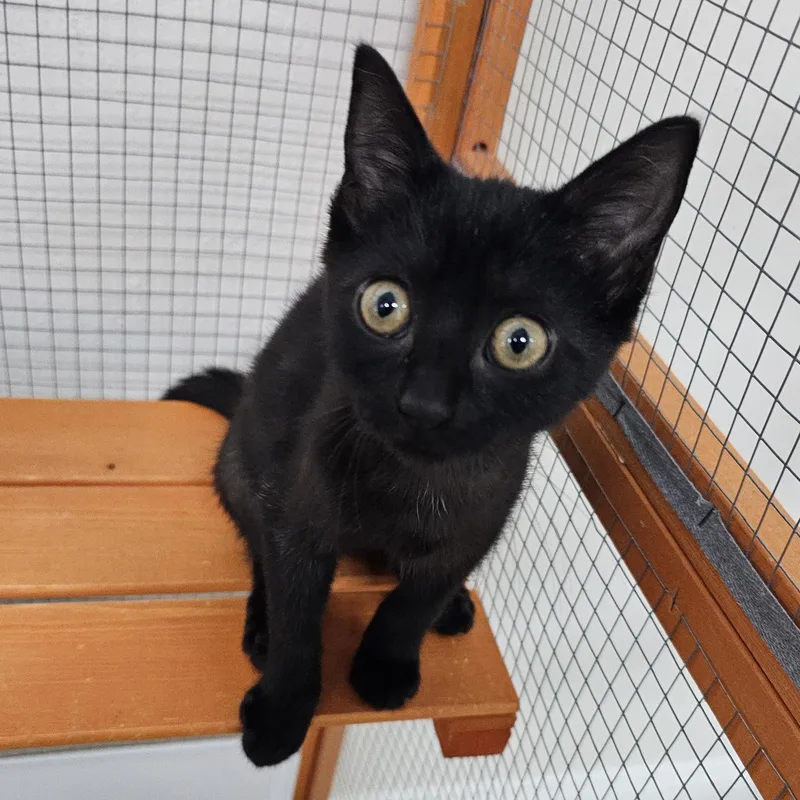 A baby medium-sized female Black Domestic Short Hair cat named Charm for adoption in Toledo, OH