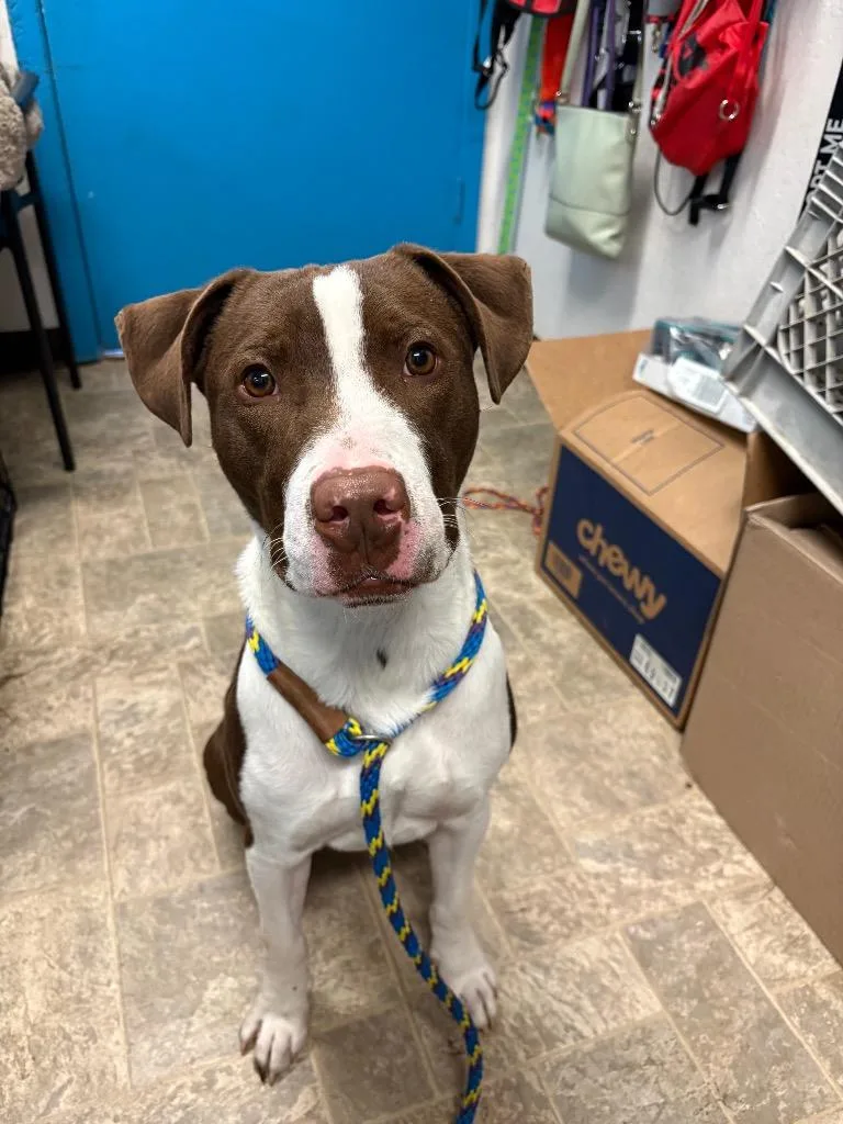 A young large-sized male Pit Bull Terrier dog named Urzah for adoption in Reno, NV