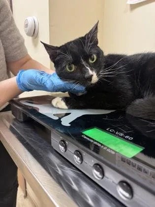 An adult medium-sized male Domestic Short Hair cat named Bandit for adoption in West Chester, PA
