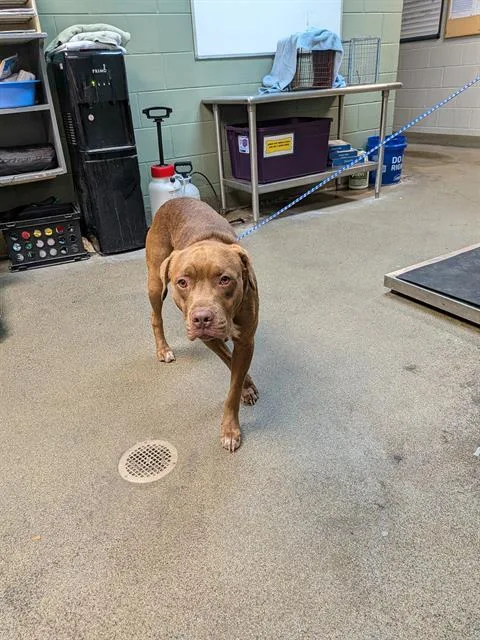 A young medium-sized male Mixed Breed dog named Jupiter for adoption in Jacksonville, FL