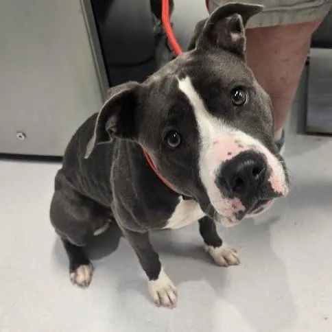 A baby medium-sized female Gray / Blue / Silver Mixed Breed dog named Key Lime for adoption in Jeffersonville, IN