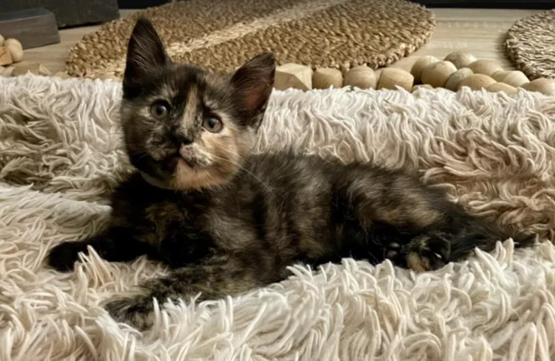 A baby medium-sized female Domestic Short Hair cat named Janis for adoption in Denver, CO