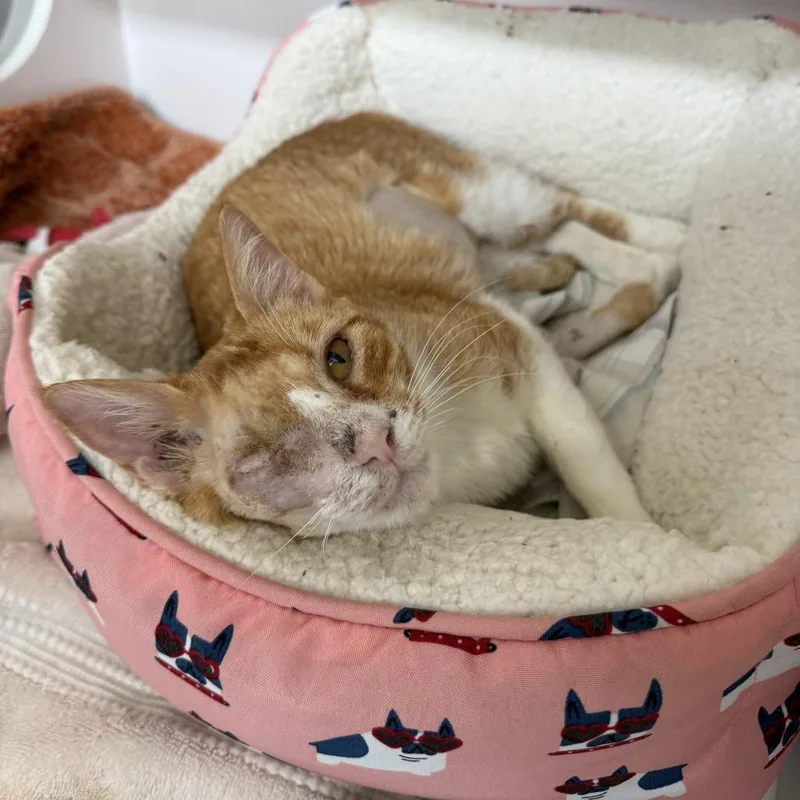 An adult medium-sized female Orange / Red Domestic Short Hair cat named Mimosa for adoption in Jupiter, FL