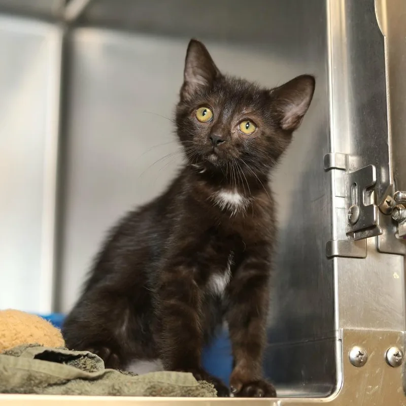 A baby small-sized female Black Domestic Short Hair cat named Fairy for adoption in Evansville, IN