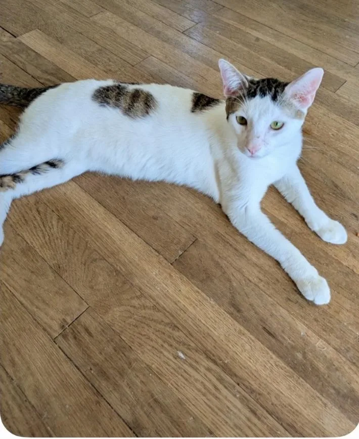 A young medium-sized male Domestic Short Hair cat named Hearts for adoption in Riverside, CA