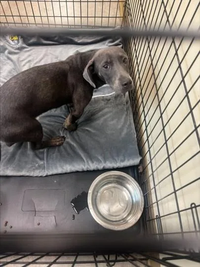 A baby small-sized male Dachshund dog named Goose for adoption in Texas City, TX