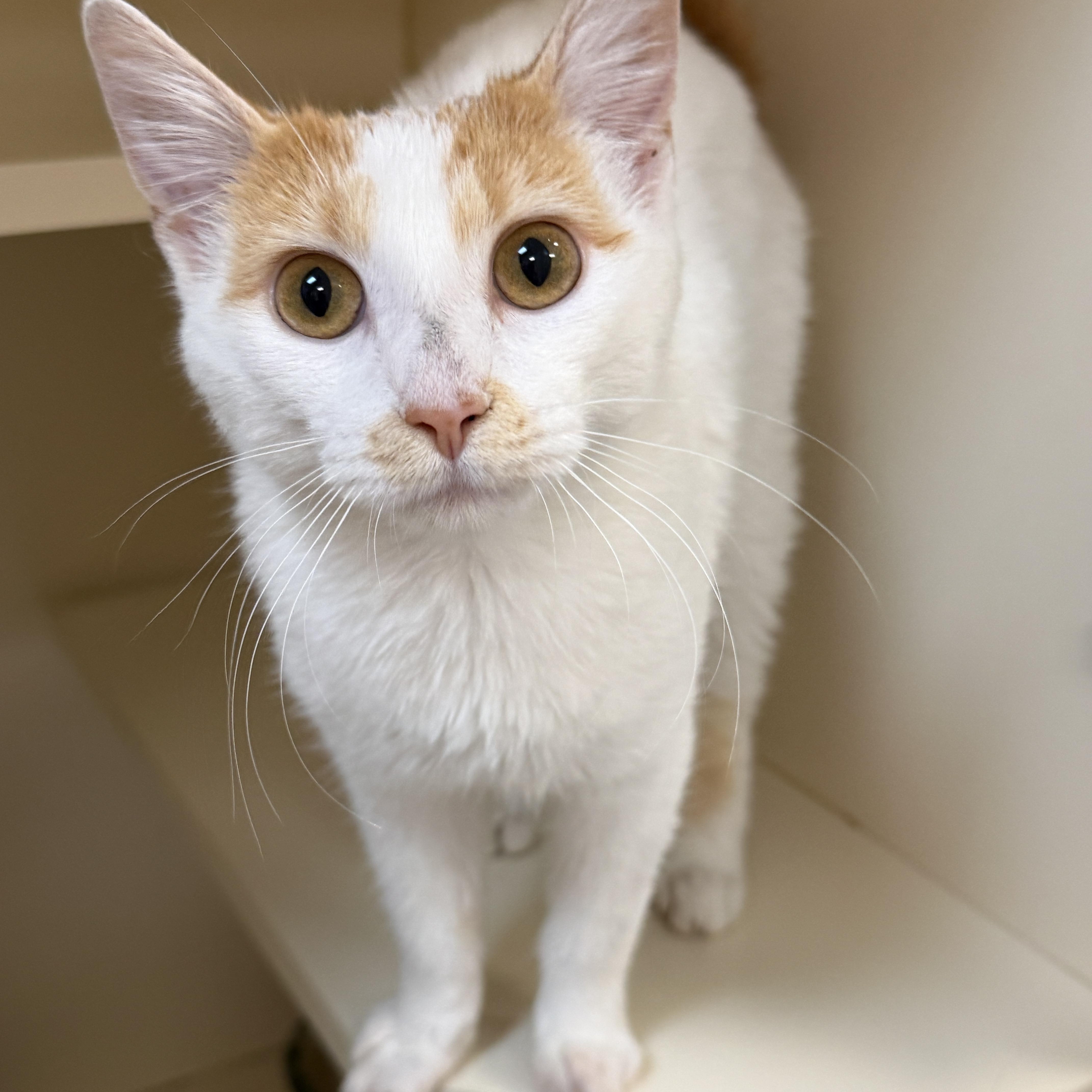A young medium-sized female Orange & White Domestic Short Hair cat named Norma Jean for adoption in Elyria, OH