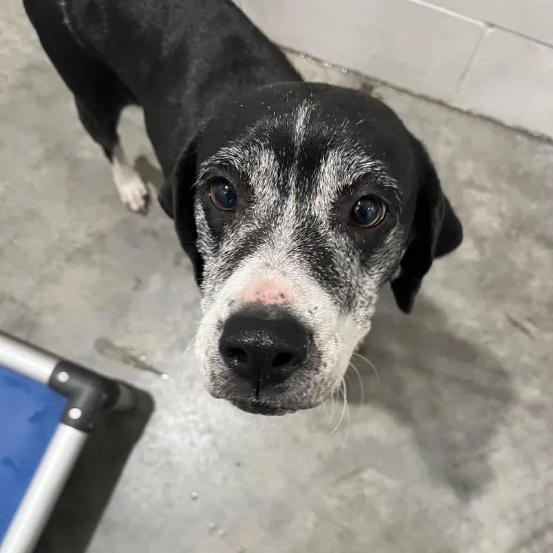 A senior medium-sized female Coonhound dog named Beverly for adoption in Richmond Hill, GA