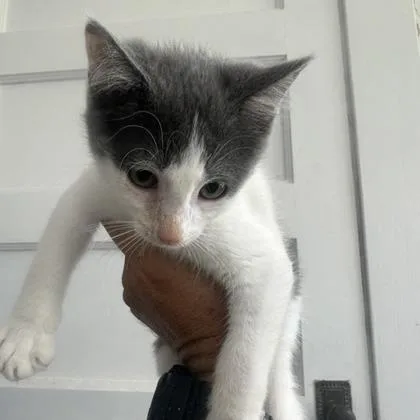 A baby small-sized female White Domestic Short Hair cat named Mrs. Norbury for adoption in Kansas City, MO