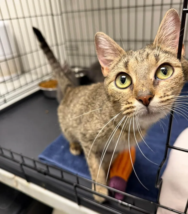 A young medium-sized female Domestic Short Hair cat named Luna for adoption in Cowlesville, NY